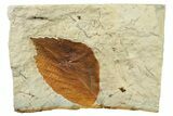 Fossil Leaf (Beringiaphyllum) - Montana #262748-1